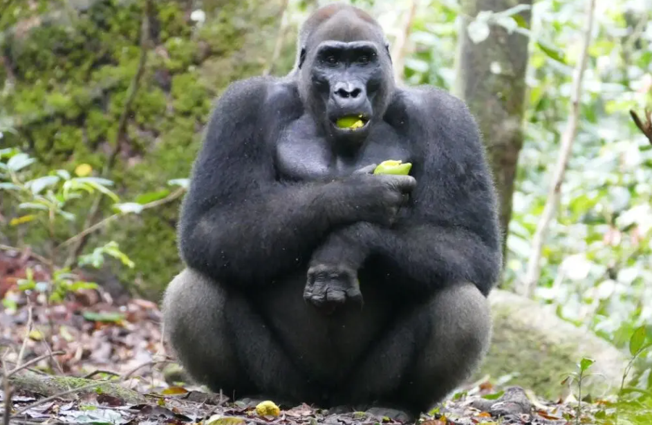 Gorilla Tracking (Moukalaba-Doudou NP), South Gabon, Gabon